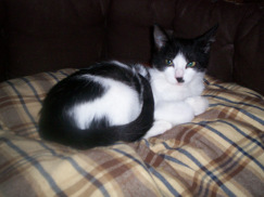 Pip2 photo