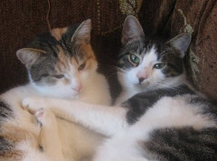 Pixie and Major cropped photo