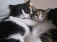 Pixie and Zelena photo