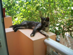 Smudge2 photo