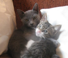 Sooty and Gizmo photo