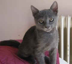 Young Sooty cropped photo