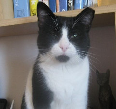 Zelena on shelf cropped 2 photo