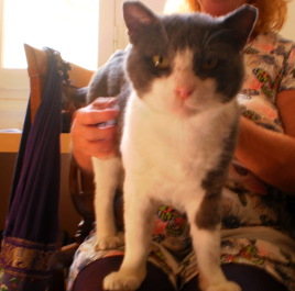 Zorro photo