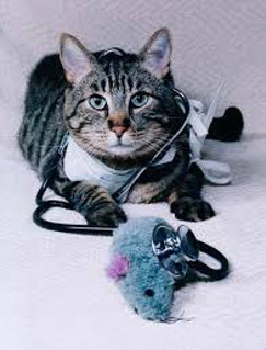 cat with stethoscope photo