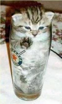 Cat in glass jpg