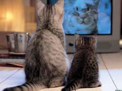 cats watching tv