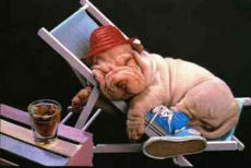 dog in deckchair