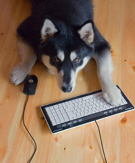 Dog on computer photo