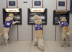 Dogs at cashpoint photo