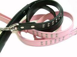 Dogleads photo