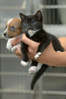Kitten and puppy photo
