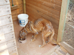 Ralph pre-treatment photo