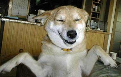 Smiling dog photo