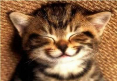 smiling kitten photo